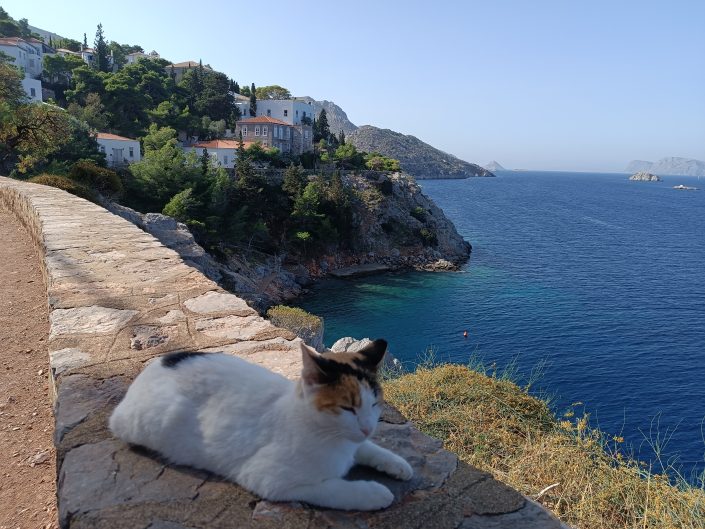 hydra animal cat hydra animal cat