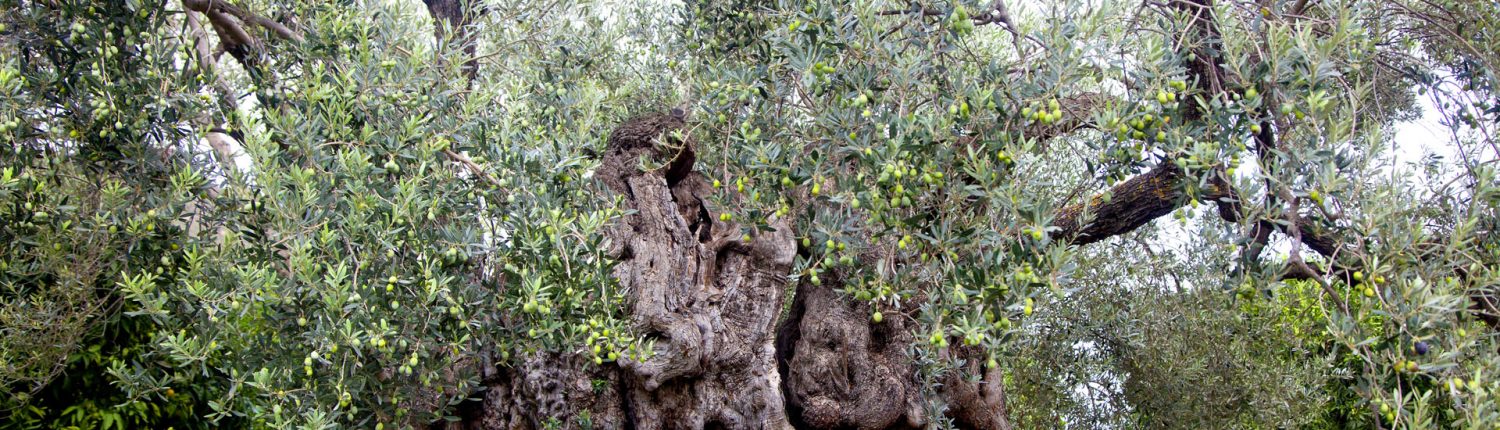 olive oil