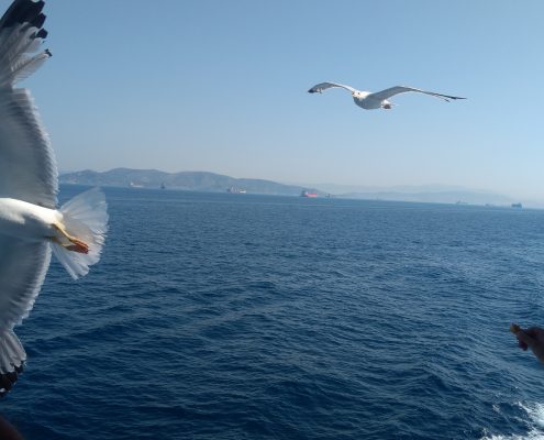 island aegina boat animal
