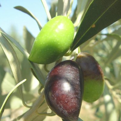food olives