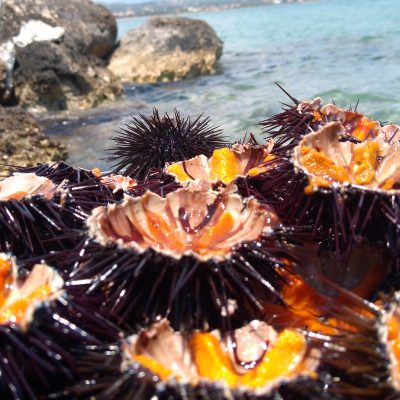 food sea urchin