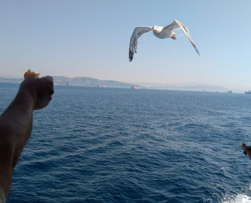 aegina