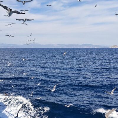 aegina-seaguls