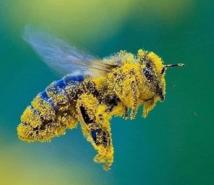 bee square animal