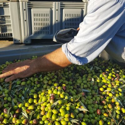 olive press tasting melas