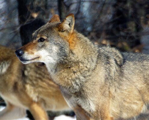 nymfaio Arcturos kastoria animal