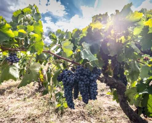 winery KIRYIANNI AMYNEDON winery KIRYIANNI AMYNEDON